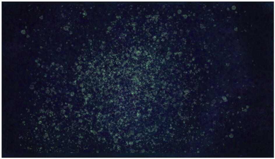 Midsummer design concept: unrealized backdrop idea